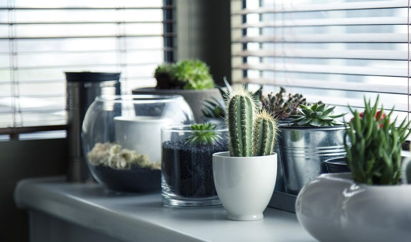 Cacti